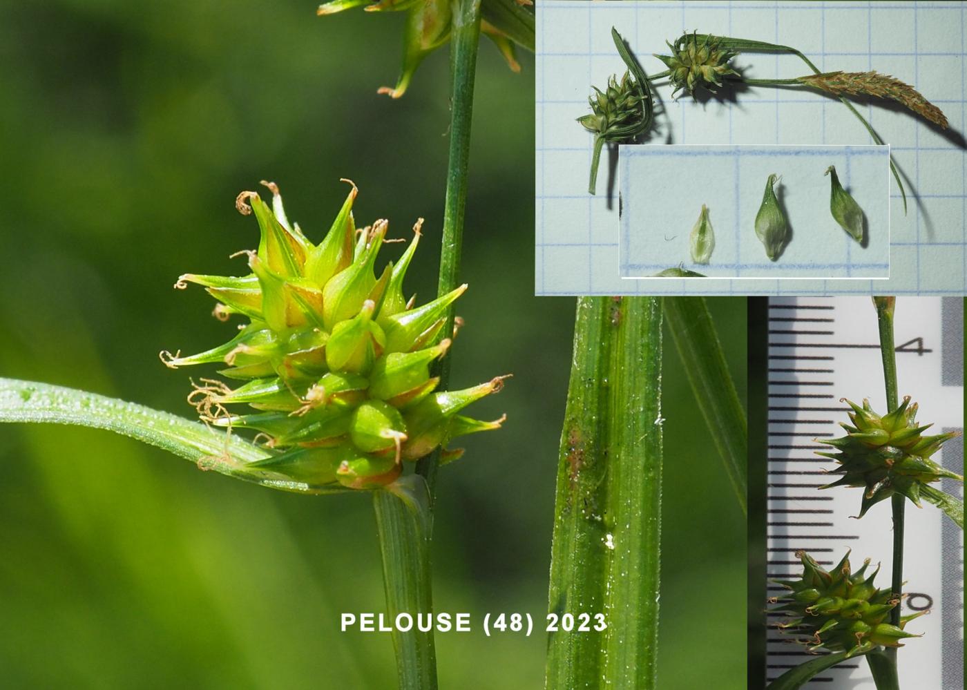 Sedge, Common Yellow fruit